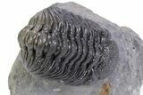 Big, Fat Morocops Trilobite - Ofaten, Morocco #359604-3